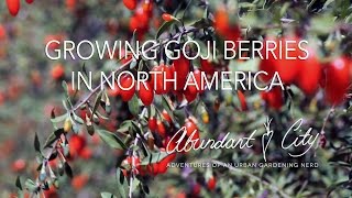 Growing Goji Berries in North America [upl. by Lidda]