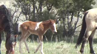 Wild Horse Stallion Protects Mares and Foal [upl. by Eohce]