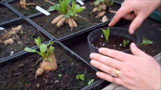 How to take dahlia cuttings [upl. by Etnahc]