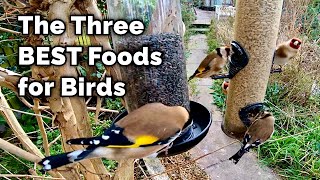 The BEST Food for Attracting Birds to Your Garden [upl. by Hareema]