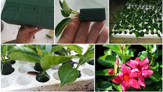 Dipladenia Cutting Propagation by floral foam [upl. by Battat]