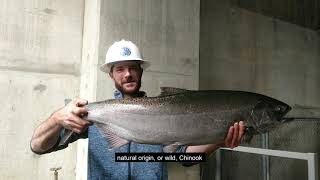 Spring Chinook at the Winthrop National Fish Hatchery [upl. by Lay]