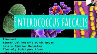 Enterococcus faecalis [upl. by Fortunio58]