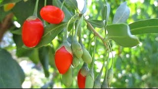 GrowingHarvesting Fresh Ripe Goji Berries  Ancient Superfood [upl. by Sonafets]