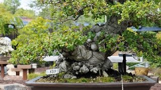 Celtis Bonsai Hackberry [upl. by Dahsar828]