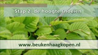 Snoeien beukenhaag instructiefilm met tips [upl. by Shriner]