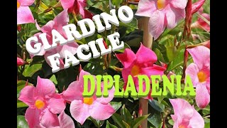 DIPLADENIA Mandevilla [upl. by Teodoro]