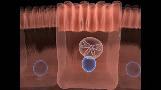 The life cycle of Toxoplasma gondii  Part 02 [upl. by Ahsenad]