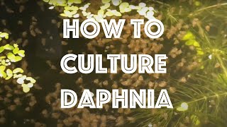 How To Culture Daphnia Magna [upl. by Ahsocin]