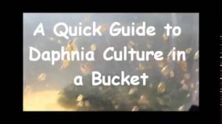 How to culture daphnia outside [upl. by Glynn315]