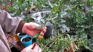 Propagating New Goji Berry Plants From Cuttings [upl. by Genovera]