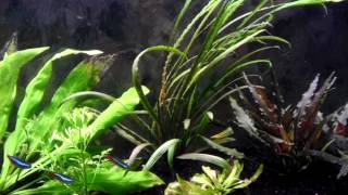 Cryptocoryne Spiralis [upl. by Aihsikal]