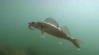 Shoreline Fishing for Walleye in Washington [upl. by Plath]