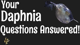 Daphnia Questions Answered [upl. by Jopa]