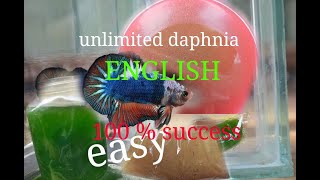 daphnia moina culture Easy way Unlimited production English  with sub Green water Chlorella [upl. by Nicholl]