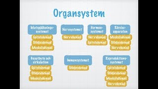 Vävnader organ och organsystem [upl. by Py]