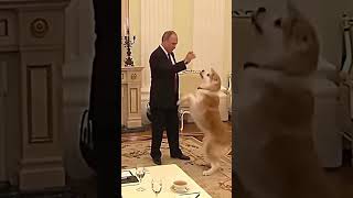 President Putin Loves Pet❤️ [upl. by Nehemiah]