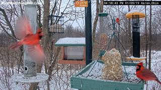 Beautiful Northern Cardinals take over the feeders before dusk [upl. by Searcy410]