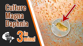 How to culture DAPHNIA MAGNA  The easy way [upl. by Elehcar]