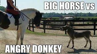 Angry Donkey vs BIG Horse [upl. by Verge416]