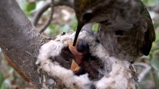 Amazing Hummingbird Feeding Babies CLOSE UP VIDEO [upl. by Lidstone]