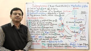 Diabetes Mellitus Part10 Mechanism of Action of Sulfonylurease  Antidiabetic Drugs  Diabetes [upl. by Greenfield]