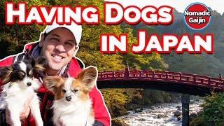 Whats it like having dogs in Japan [upl. by Fassold]