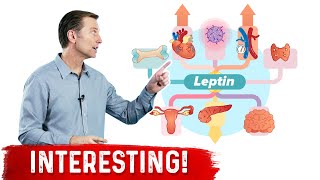 Leptin is an Immune Hormone [upl. by Siloam]