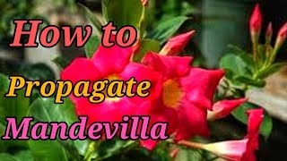 Mandevilla Cuttings Made Easy [upl. by Anahpets]