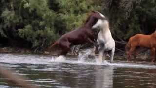 Epic Wild Horse Fight in the River Stallions Battling Over a Mare [upl. by Coussoule]