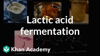 Lactic acid fermentation  Cellular respiration  Biology  Khan Academy [upl. by Mcnally]