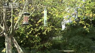 Bird Feeding Tips cleaning and locations of feeders [upl. by Bubalo]