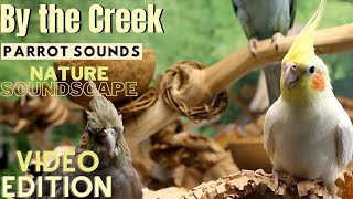 Forest amp Parrot Sounds by the Creek Soundscape  3 Hours  Parrot TV for Your Bird Room🌲 [upl. by Shoshana]