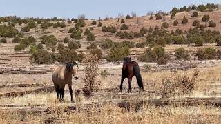 Wild Horse Stallion Confronts Bachelor Stallion [upl. by Aikahc]