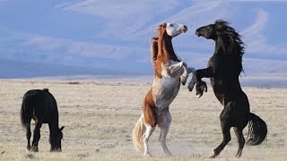 Curly Stallions Sparring [upl. by Aenit610]