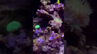 Biota Mandarin pair in Red Sea Max Nano [upl. by Rehtul]