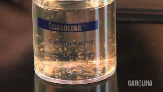 How to Care for Daphnia [upl. by Uhthna]