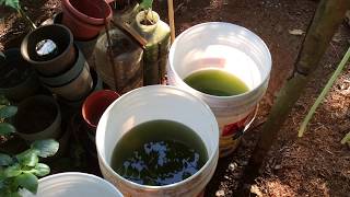 How to grow Green Water Algae [upl. by Hertha256]