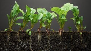 Spinach TimeLapse  40 days  Soil cross section [upl. by Htiduy]