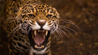 Leopard Documentary  Big Cats Wildlife HD [upl. by Naesal]