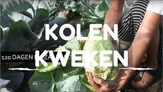 Kolen kweken van zaaien tot oogsten [upl. by Wyck]