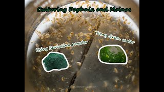 How To Culture Daphnia and Moinas using Green Water Spirulina powder [upl. by Mcguire]