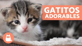 Vídeos de GATITOS BEBÉS 😻 ¡Gatos Tiernos y Graciosos [upl. by Farrison6]