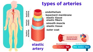 The Circulatory System Part 2 Blood Vessels [upl. by Giraldo864]