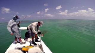 Giant Trevally attacked by Barracuda [upl. by Ytsenoh]