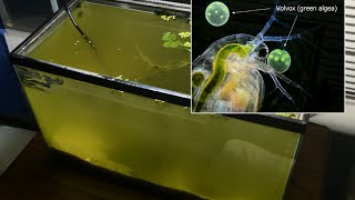 Raising Daphnia for the Freshwater Aquarium [upl. by Cathee379]