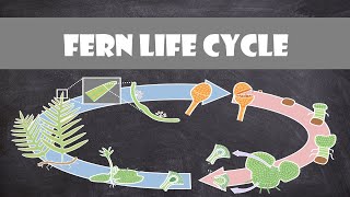 Fern Life Cycle  Plant Biology [upl. by Annairba865]