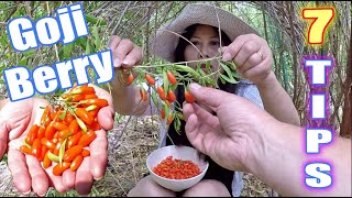 7 TIPS To Grow An ABUNDANCE Of Goji Berries At Home [upl. by Bocoj]