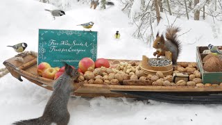 The Traveling Bird Feeder  Relax With Squirrels amp Birds  1 Hour [upl. by Lebna]