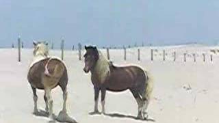 Dueling Stallions at Assateague [upl. by Einahpad]